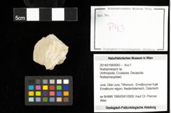 Foto (Objekt + Etiketten) von Nodoprosopon sp. 
